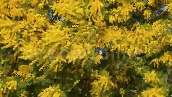 含羞草植物盛开相思树华特视频的预览图