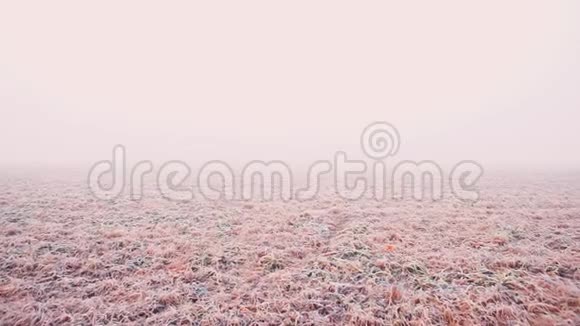 景观干燥冻草中初霜起雾视频的预览图