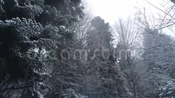 森林中白雪覆盖的树木令人惊叹的冬季景色视频的预览图