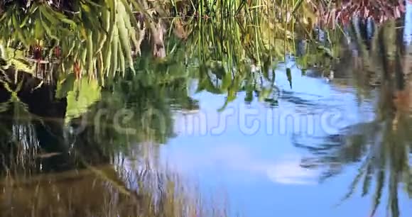 池塘中植物和棕榈树的倒影视频的预览图