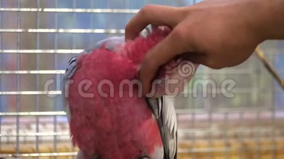 五颜六色的鹦鹉坐在绳子上视频的预览图