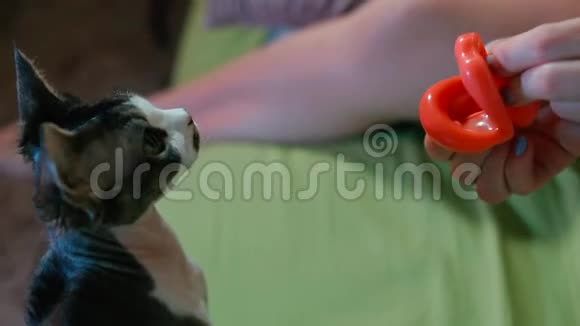 一只猫玩橡胶玩具的特写视频的预览图