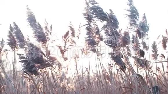 在黄色太阳的背景下特写秋天的植物视频的预览图