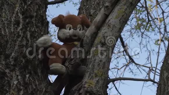 一只长毛绒玩具狗在树上视频的预览图