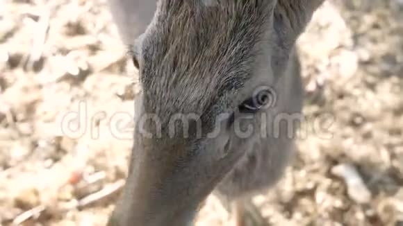 户外野生动物园里的野鹿鹿在自然环境自然背景下视频的预览图