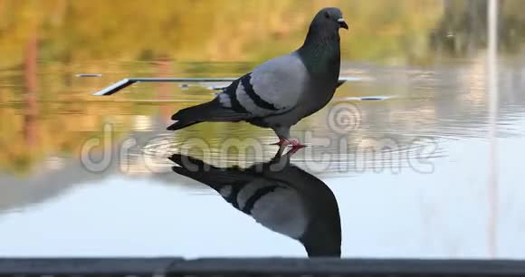 鸽子在水中喝水有反射视频的预览图