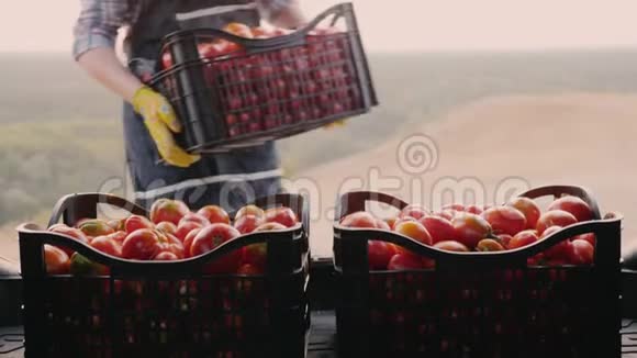 女农在一辆汽车的后备箱里装满了西红柿视频的预览图