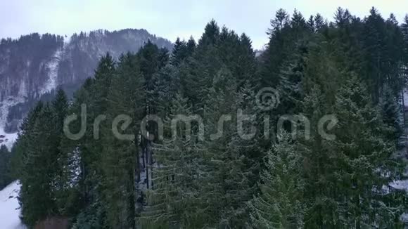 冬天飞越冷杉林白雪覆盖的树木视频的预览图
