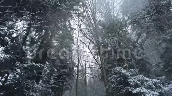 阿尔卑斯山上白雪皑皑的冷杉森林浪漫的冬天视频的预览图