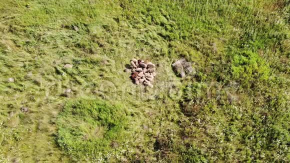 阳光明媚的夏日羊躺在森林的空地上从上往下看视频的预览图