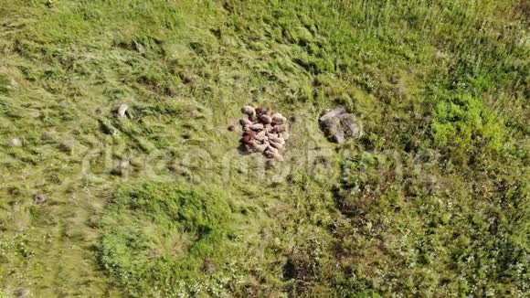 阳光明媚的夏日羊躺在森林的空地上从上往下看视频的预览图