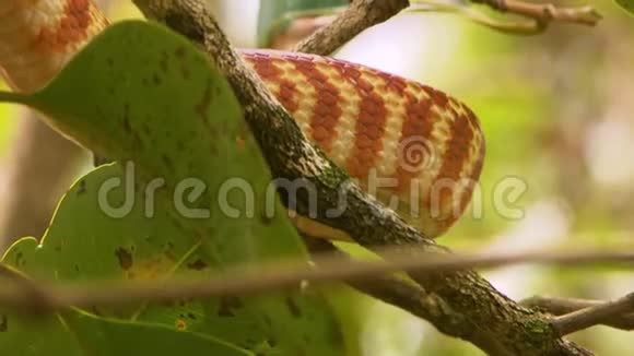 棕树蛇身视频的预览图