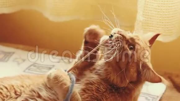 成年红姜缅因猫在家沙发上玩耍浣熊猫缅因州猫缅因州沙格视频的预览图