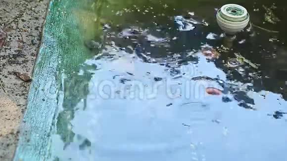 一只水龟和游泳海龟一起在池塘里的灰沙上玩耍视频的预览图