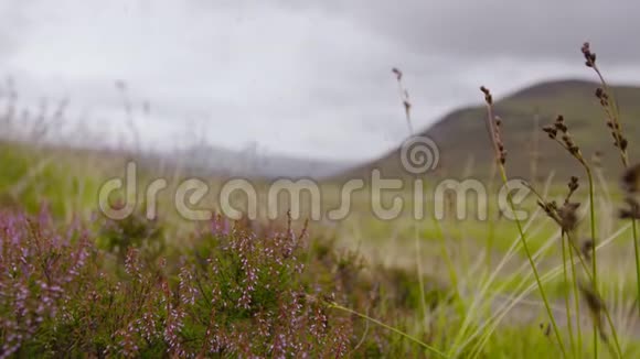 英国勃拉马尔高地石楠花卉和昆虫视频的预览图