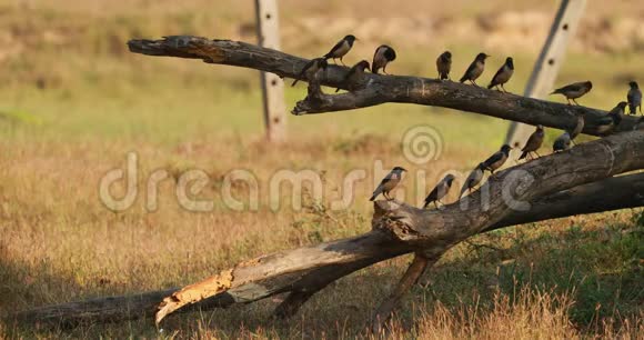 印度果阿许多常见的鸟坐在倒下的树干上天然生境中的印度蕨类植物视频的预览图