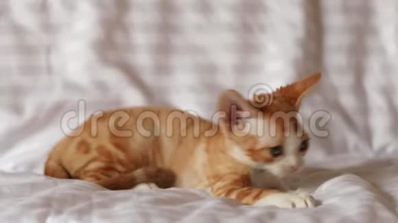 有趣好奇的年轻红姜德文雷克斯小猫坐在家里的沙发上英国品种的短发猫视频的预览图