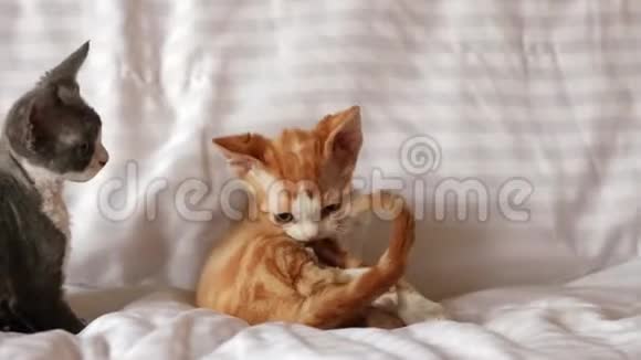 有趣好奇的年轻红姜和灰德文雷克斯小猫一起在家里的沙发上玩英国短发猫视频的预览图