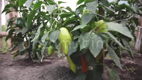 青椒长在灌木上视频的预览图