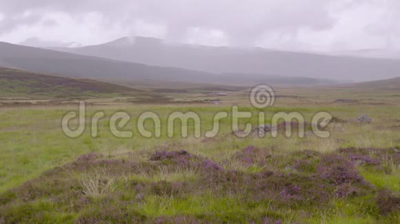 希瑟和摩尔兰高地场景苏格兰视频的预览图