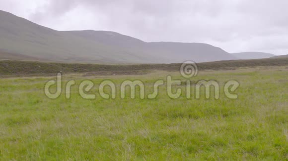 苏格兰高地摩尔兰草视频的预览图