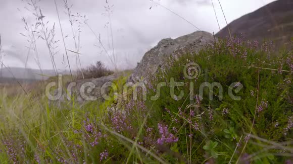 苏格兰石岩希瑟高地景观视频的预览图