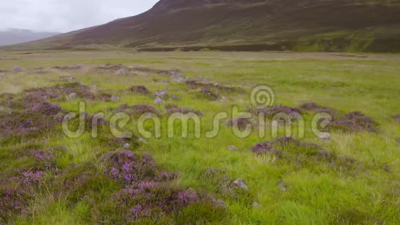 苏格兰高地希瑟摩尔兰景观视频的预览图