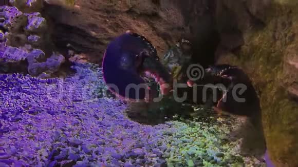 大型龙虾坐在水族馆里视频的预览图