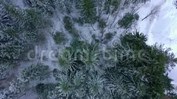 冬天在冷杉林上空的壮观飞行视频的预览图