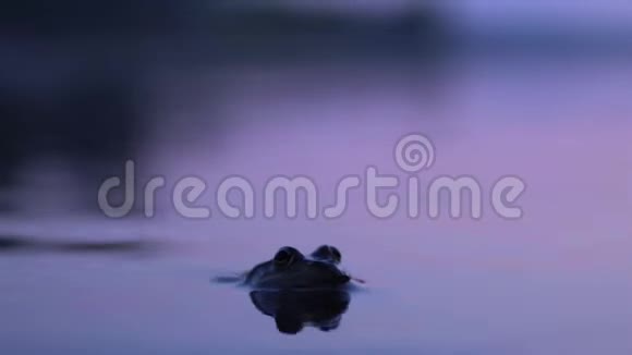 日落时分大蟾蜍坐在水里视频的预览图