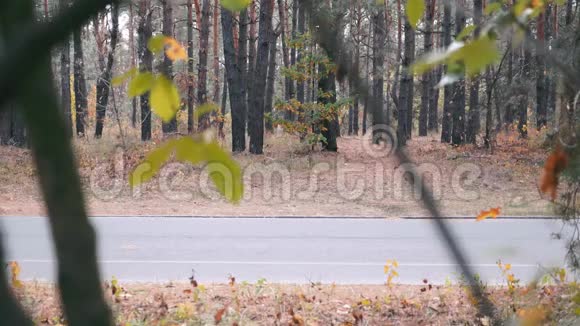 迷人的集中年轻人骑自行车的衣服和头盔踏板在道路自行车在秋季公园有动力的专业自行车视频的预览图