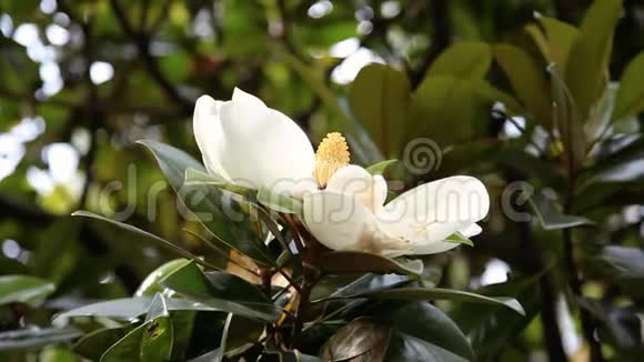 蜜蜂授粉开芽玉兰大花视频的预览图