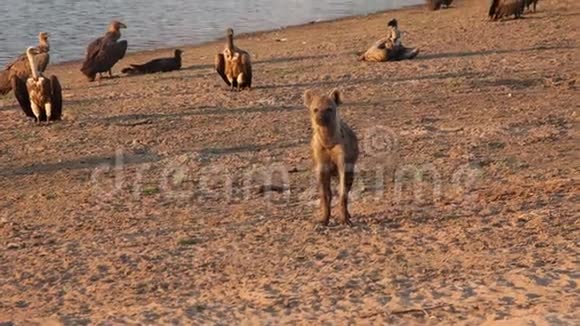 孤独的斑点鬣狗crocutacrocuta笑着鬣狗看了一眼走在靠近卢昂瓦河的沙滩上视频的预览图