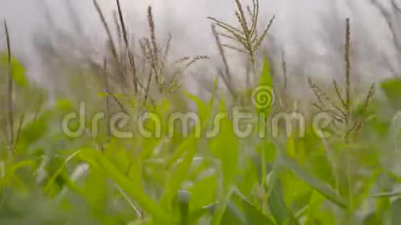 英国萨默塞特风吹的绿色玉米植物视频的预览图
