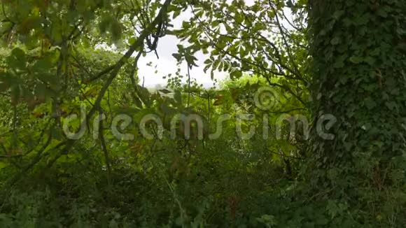 英国萨默塞特森林景观橡树枝视频的预览图