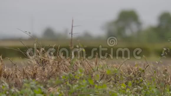 乡村景观绿篱萨默塞特视频的预览图