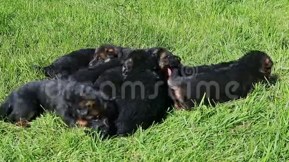 从一小群在绿草中休息的德国牧羊犬中放大视频的预览图