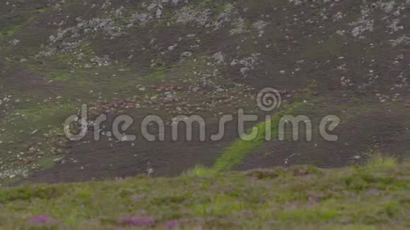 苏格兰苏格兰高地红鹿群视频的预览图