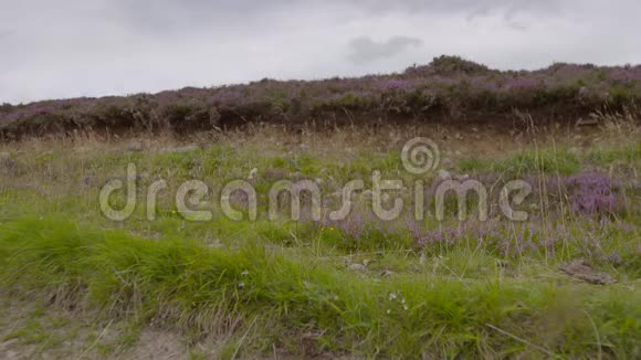 苏格兰高地紫色石楠视频的预览图