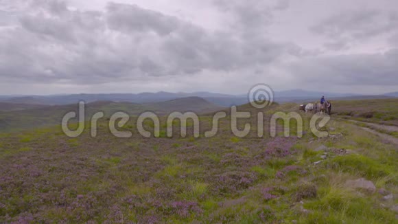 苏格兰高地小马旅行苏格兰视频的预览图