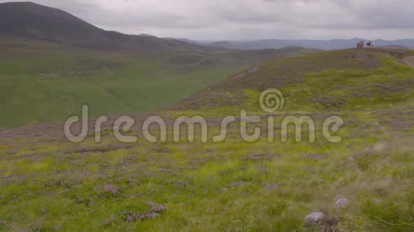 高地景观小马跋涉苏格兰视频的预览图