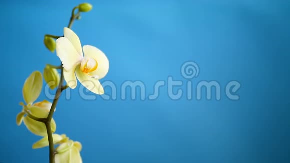 蓝色背景上的黄色兰花蝴蝶兰视频的预览图