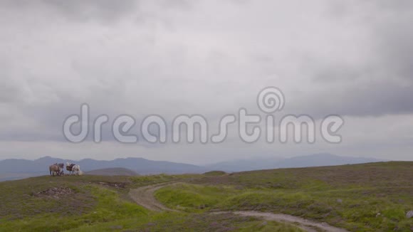 英国苏格兰高地旅游景观视频的预览图