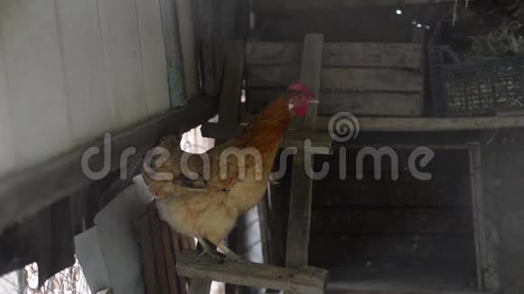公鸡啼鸣住在乡下的谷仓里鸡舍鸡用网格封闭视频的预览图