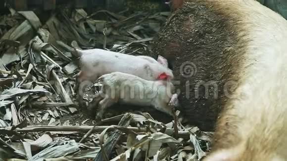 两只粉红色的小猪在猪圈里睡觉从大脏母猪那里吸奶视频的预览图