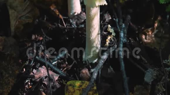 蘑菇林中的曼妮塔视频的预览图