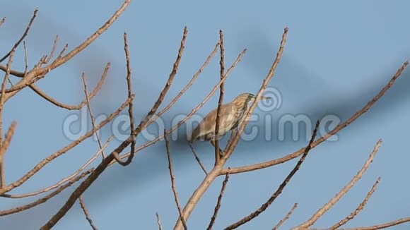 印度果阿阳光明媚的一天印度池塘鹭鸟坐在树枝上视频的预览图