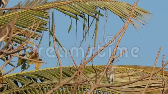 印度果阿阳光明媚的一天印度池塘鹭鸟坐在树枝上视频的预览图