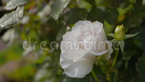 英国苏格兰白玫瑰盛开视频的预览图
