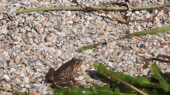 青蛙坐在沙子上视频的预览图